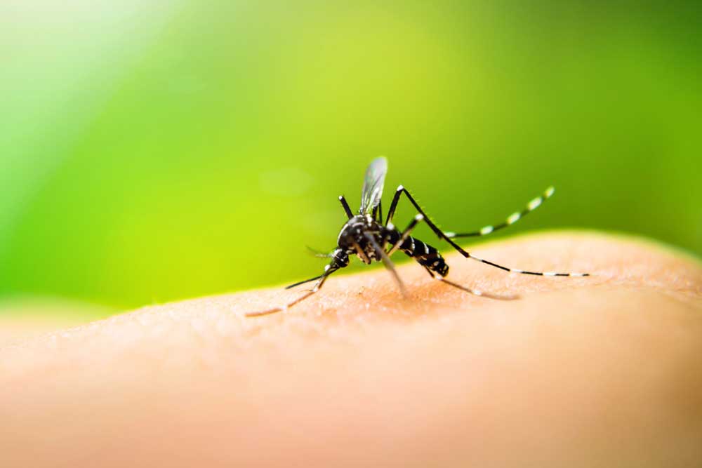 Können Mückenstiche Narben hinterlassen? Wir klären auf!
